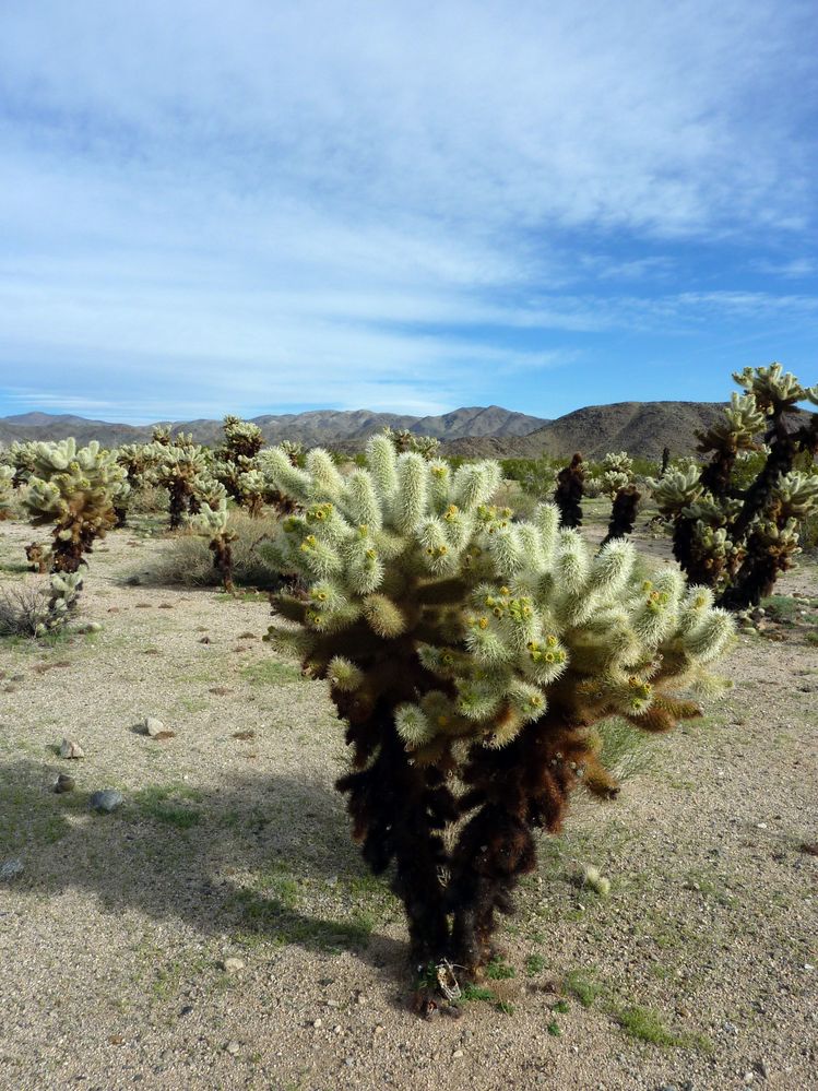 joshua tree national park (17).JPG